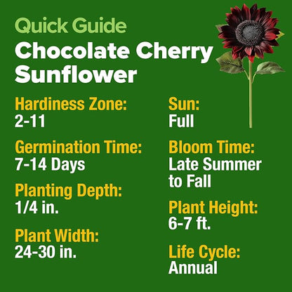 HOME GROWN Chocolate Cherry Sunflower Seeds 75 Heirloom Seeds for Planting Burgundy Sunflowers Tall Flower for Garden, Pollinators, Butterflies (Helianthus annuus)