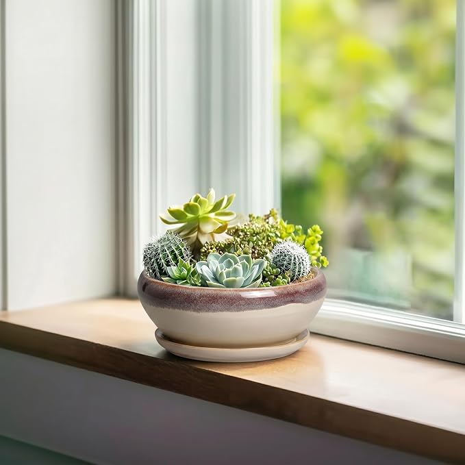 SQOWL Small Bonsai Pots - 6 Inch Ceramic Plant Pots for Succulents, Shallow Planter with Drainage Hole and Saucer, Round Planters for Indoor Outdoor Cactus Plants, House Decor, Birthday Gifts, Beige