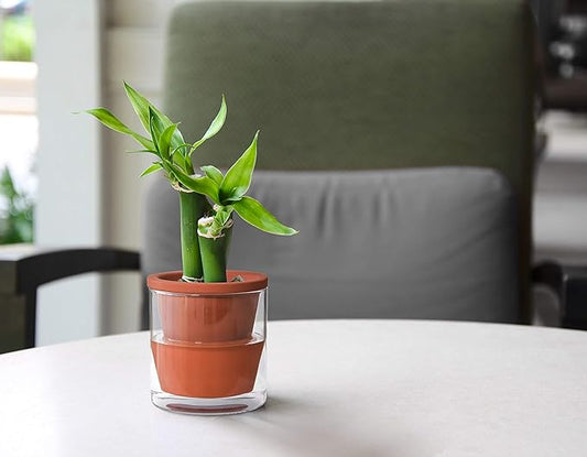 D'vine Dev 4 Inch Design Self Watering Pot for Indoor Plants, Terracotta Planter with Cylinder Glass Cup, Set of 2, 37-Y-A-1
