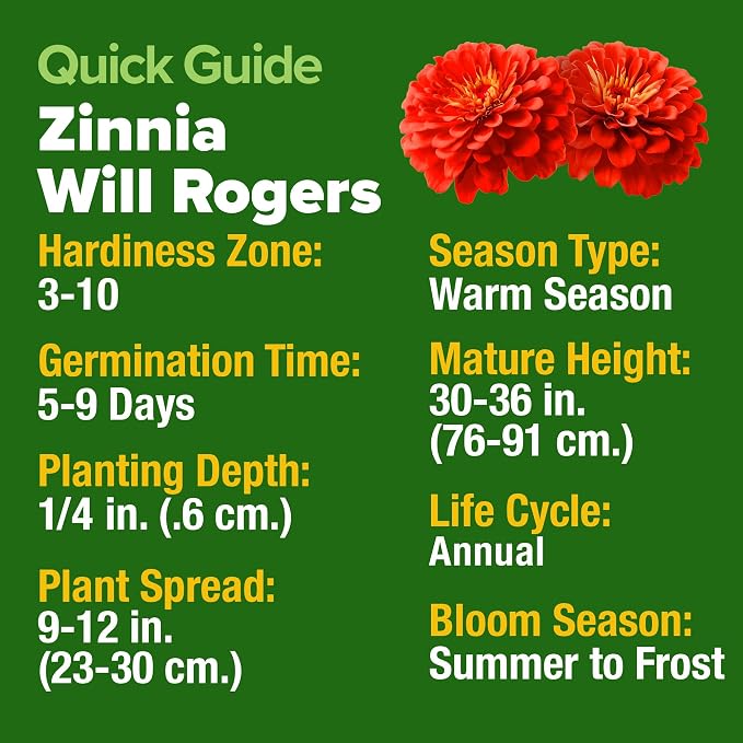 HOME GROWN Will Rogers Zinnia Seeds - 150 Zinnia Flower Seeds for Planting Outdoors - Tall Zinnia Elegans Cut Flowers - Heirloom Non-GMO Zinnia Seeds for 2026