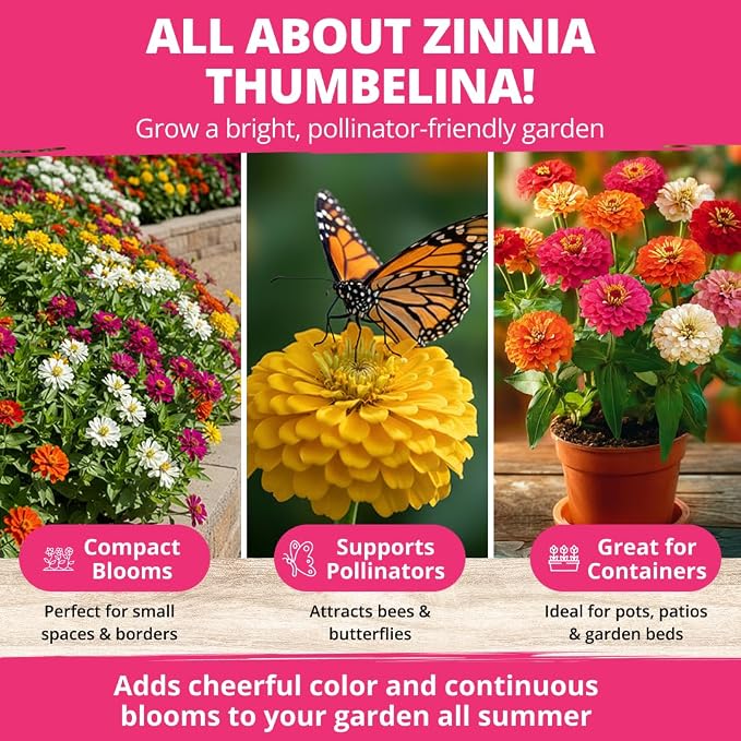 HOME GROWN Thumbelina Zinnia Seeds (1g) – 500 Dwarf Zinnia for Planting 2026, Spring Flower Seeds to Plant Outside, Easy Summer Garden Bloom for Containers & Borders (Zinnia elegans)