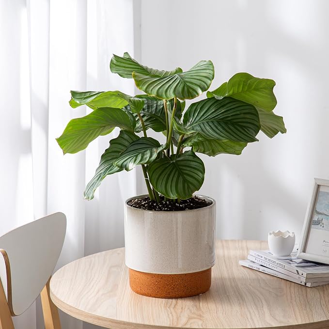 8 Inch Ceramic Self Watering Planter with Drainage Hole, Grey | Indoor Plant Pot with Water Storage Plus - for African Violet, Herbs & Pothos - Home & Office Decor, Cylinder Round