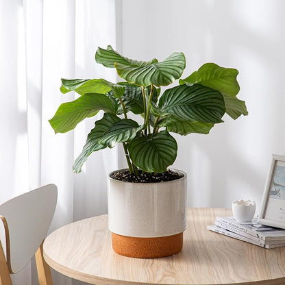 8 Inch Ceramic Self Watering Planter with Drainage Hole, Grey | Indoor Plant Pot with Water Storage Plus - for African Violet, Herbs & Pothos - Home & Office Decor, Cylinder Round