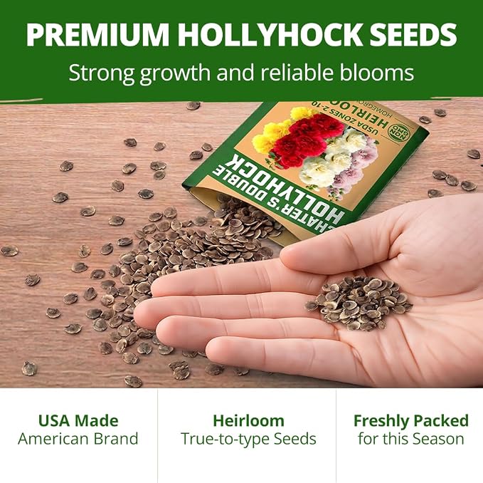 HOME GROWN Hollyhock Chater's Double Mix 100 Seeds (0.9g) – Biennial Blooms Year 2, Double Flower Hollyhock Seeds for Planting, Perennial Reseeding, Cottage Garden, USDA Zones 3–9 (Alcea rosea)