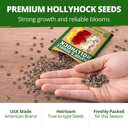 HOME GROWN Hollyhock Chater's Double Mix 100 Seeds (0.9g) – Biennial Blooms Year 2, Double Flower Hollyhock Seeds for Planting, Perennial Reseeding, Cottage Garden, USDA Zones 3–9 (Alcea rosea)