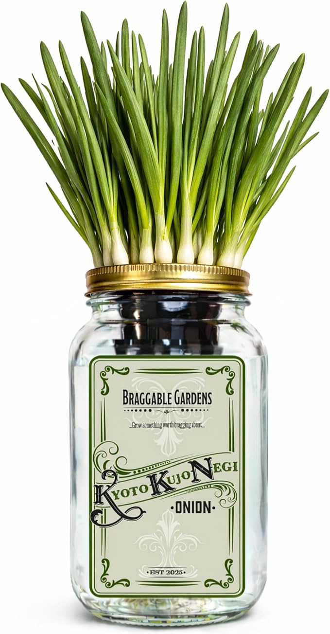 Kyoto Kujo Negi Japanese Green Onion Indoor Garden Kit | Mason Jar Hydroponic, Windowsill Countertop, Grow Fresh Green Onions Indoors