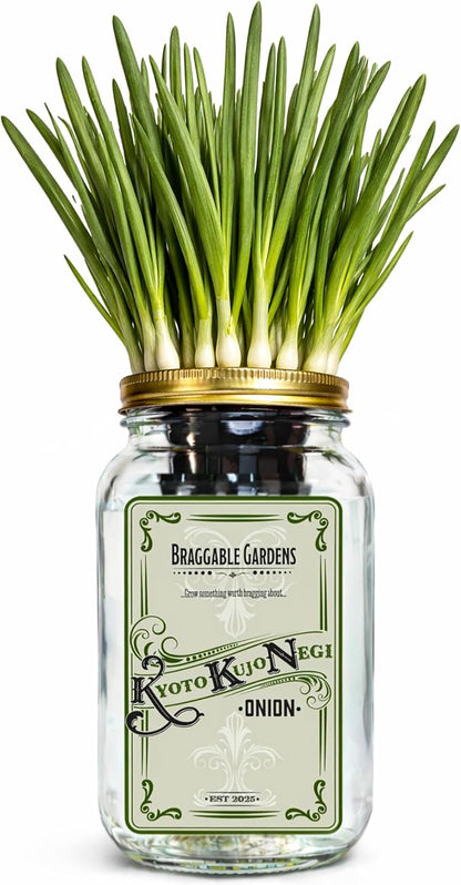 Kyoto Kujo Negi Japanese Green Onion Indoor Garden Kit | Mason Jar Hydroponic, Windowsill Countertop, Grow Fresh Green Onions Indoors