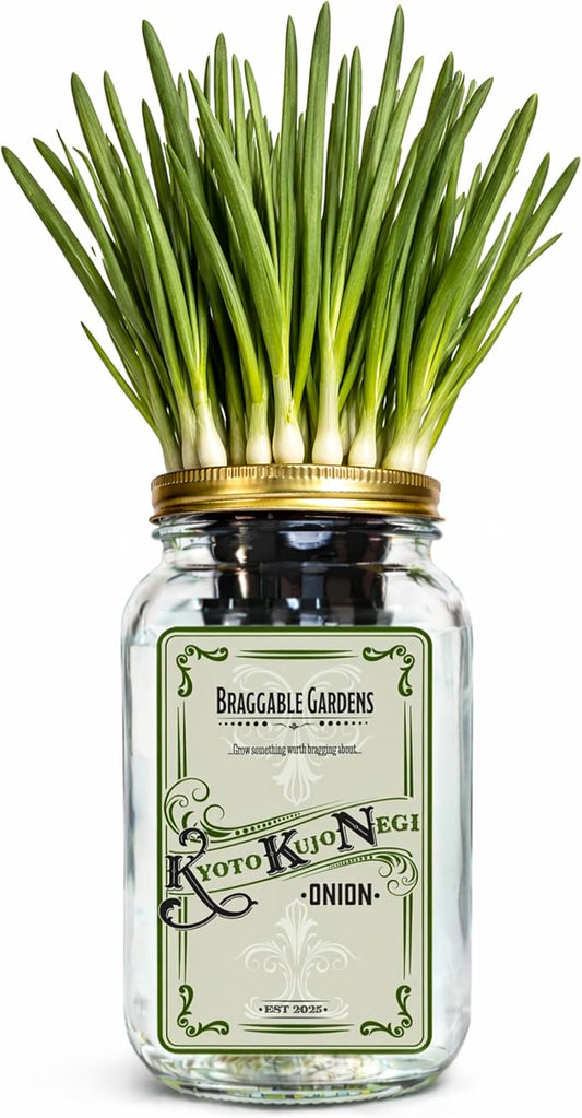 Kyoto Kujo Negi Japanese Green Onion Indoor Garden Kit | Mason Jar Hydroponic, Windowsill Countertop, Grow Fresh Green Onions Indoors