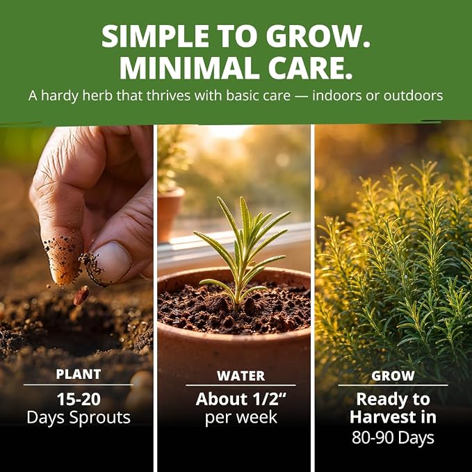 HOME GROWN Non GMO Rosemary Seeds Pack - 150 High Germinating Heirloom Herb Seeds for Planting in Indoor or Outdoor Herb Gardens (Salvia rosmarinus)
