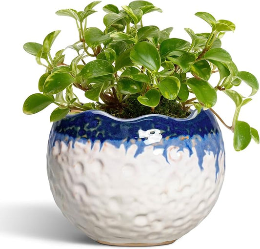 4 Inch Plant Pots - Ceramic Pots for Plants with Drainage Hole and Plug, Round Planters for Indoor Outdoor Plants, Modern Unique Flower Pots, Home Living Room Decor, Garden Gift, Beige-Blue