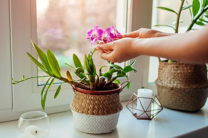 Sun Bulb 50240 Better Gro Dendrobium Mix, 8 Quart, Natural|Browns