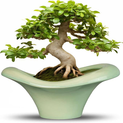 Ceramic Bonsai Pots - Large Succulent Planter 13 Inch Plant Pot Indoor Succulent Pot with Drainage Hole Outdoor Planter Bonsai Tree Pot for House Home Garden Office Decor Green