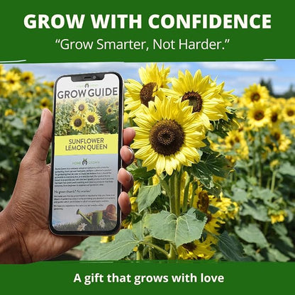 HOME GROWN Lemon Queen Sunflower Seeds for Planting Outdoors – 100 Heirloom Non-GMO Giant Sunflower Seeds to Plant, Open-Pollinated Multi-Bloom Cut Flowers, Heat & Drought Tolerant (Helianthus annuus)