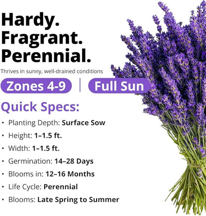 HOME GROWN Non GMO English Lavender Seeds 1,500+ Wildflower Seed for Planting Indoor/Outdoor, High Germination, Plant Flower Seeds (Lavandula antustifolia)