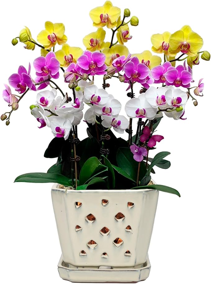 W&W Orchid Pot with Holes and Saucer for Repotting and Better Grow, Cream White, 7"