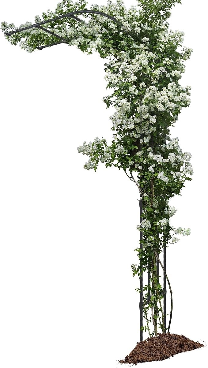 BUKLIYN Half Sided Arch Against The Wall Garden Arch Trellis - Garden Arch Arbor Trellis for Climbing Plants Outdoor - Garden Arch Trellis Arbor for Home Yard and Garden（Black）