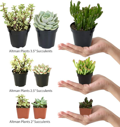 Assorted Cactus Collection 2.5" 12 pack