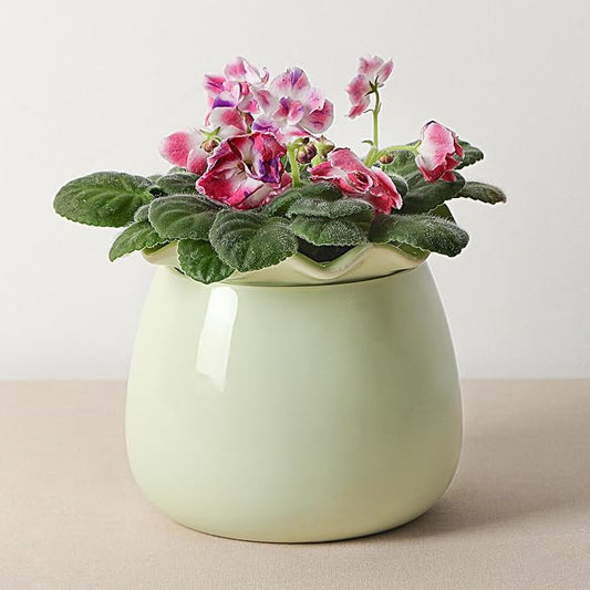 Fayoula Self Watering Plant Pot, 6 Inch African Violet Pots Maintenance, Ceramic Self-Watering Planter for Indoor Plants - Ideal Flower Pot for Thriving Indoor Gardens, Green