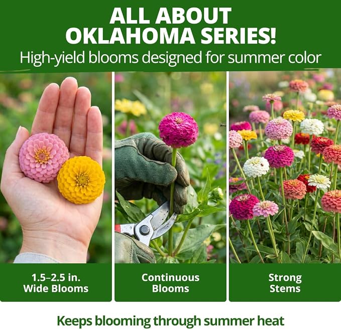HOME GROWN Oklahoma Zinnia Seeds for Planting Outdoors 50 Heirloom Non-GMO Seeds (0.5g), Annual Cut Flower Mix, Pink & Mixed Colors, Bouquets & Borders, Spring 2026, Zones 3–10 (Zinnia elegans)