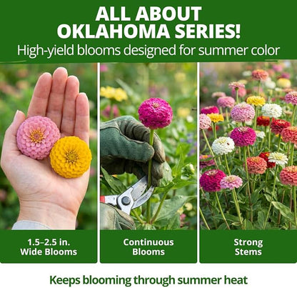 HOME GROWN Oklahoma Zinnia Seeds for Planting Outdoors 50 Heirloom Non-GMO Seeds (0.5g), Annual Cut Flower Mix, Pink & Mixed Colors, Bouquets & Borders, Spring 2026, Zones 3–10 (Zinnia elegans)