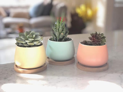 Assorted Blue Pink Yellow Round Ceramic Succulent Pots 3" Planters with Drainage | Bamboo Tray | 3 Pack