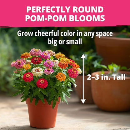 HOME GROWN Thumbelina Zinnia Seeds (1g) – 500 Dwarf Zinnia for Planting 2026, Spring Flower Seeds to Plant Outside, Easy Summer Garden Bloom for Containers & Borders (Zinnia elegans)