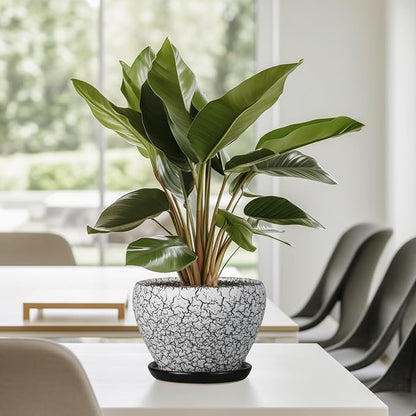 Ceramicfor Ceramic Planter Pot - 6 Inch Plant Pot with Drainage Hole and Saucer, Succulent Pot Glaze Round for Indoor Outdoor Plants, White and Black