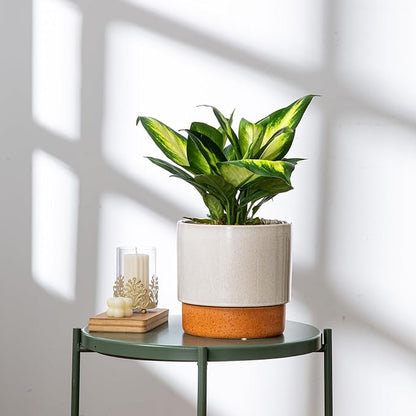 8 Inch Ceramic Self Watering Planter with Drainage Hole, Grey | Indoor Plant Pot with Water Storage Plus - for African Violet, Herbs & Pothos - Home & Office Decor, Cylinder Round