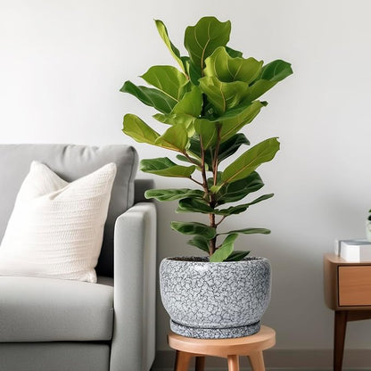 SQOWL Ceramic Planters - 10 Inch Ceramic Flower Pot with Drainage Hole and Saucer, Decorative Plant Pot Indoor, Round Large Planter Outdoor, Bathroom Decor, Gifts for Plant Lovers, Black and White