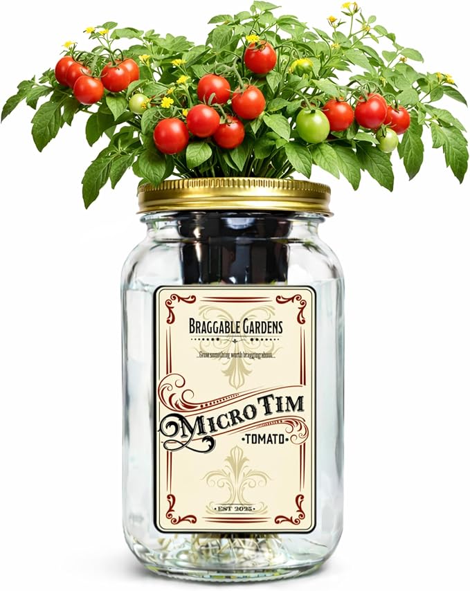 Micro Tim Cherry Tomato Indoor Garden Kit – Mason Jar Hydroponic Tomato Grow Kit – Windowsill Countertop Tomato Planter – Grow Tomatoes Indoors
