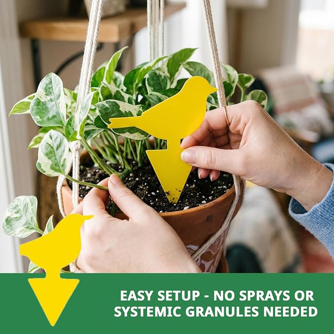 Kate's Home & Garden 60 Count Fruit Fly Traps for Indoors and House. Yellow Sticky Trap for Gnats, Mosquitos, Plants, Ants