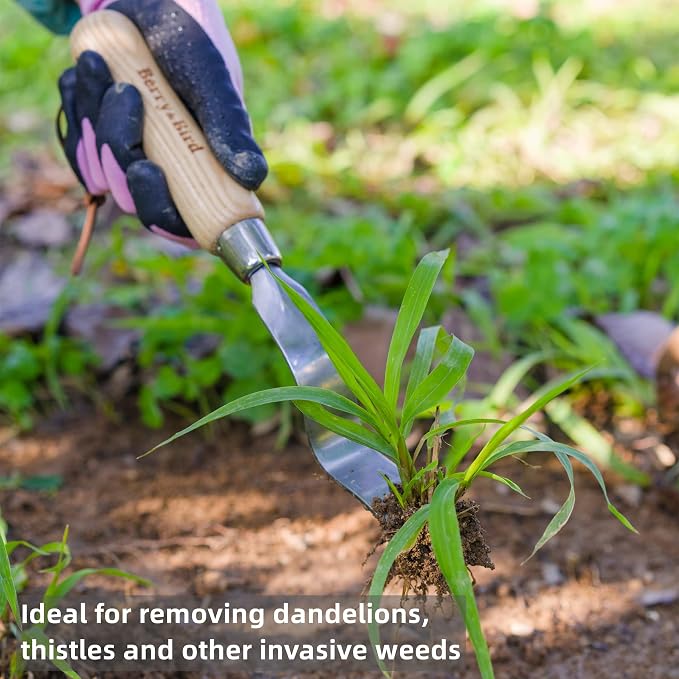Berry&Bird Hand Weeder Tool, 12.1" Stainless Steel Gardening Weed Puller | Manual Weeding Removal Cutter Tool with Ash Wood Handle for Planting, Weeding, Flower & Vegetable Care in Garden Lawn Yard
