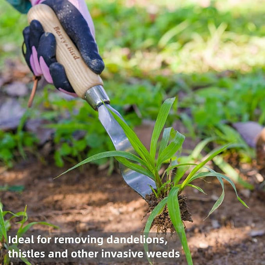 Berry&Bird Hand Weeder Tool, 12.1" Stainless Steel Gardening Weed Puller | Manual Weeding Removal Cutter Tool with Ash Wood Handle for Planting, Weeding, Flower & Vegetable Care in Garden Lawn Yard