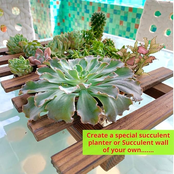 ShopLaLa Wooden Wall Planter for Succulents (40cm) Air Plant Wall Hanger | Indoor Outdoor, Live Orchid Wall Wood Display Frame Vertical Garden Balcony Deck Bathroom Macetas para Plantas De Aire