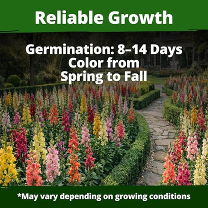 HOME GROWN Snapdragon Seeds Tetra (0.3g) – 2000 Tall Flower Seeds to Plant Outside - Vibrant Perennial Snapdragons Mixed Colors - Cut Flower Seeds for Gardens, Borders, Bouquets (Antirrhinum majus)