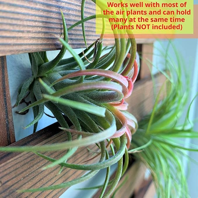 ShopLaLa Wall Planter - Wooden Hanging Planter for Indoor Plants, Plant Stand, Air Plant Succulent Holder, Vertical Garden. Large Wall Decor for Living Room, Room Decor for Teens, 60cm (23.6") | Air Plant Succulent Holder, Plant Stand, Vertical Garden ...