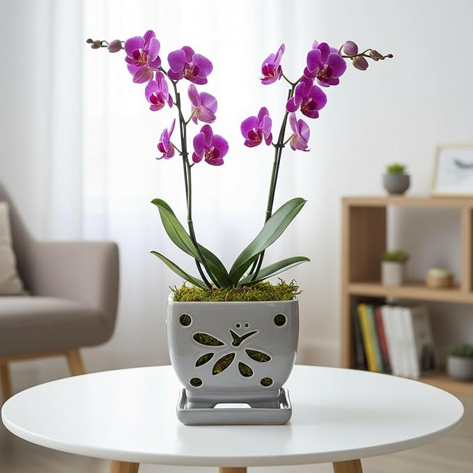 Orchid Pots with Holes Square Ceramic Orchid Planter Pots 5.5 inch (Gray)