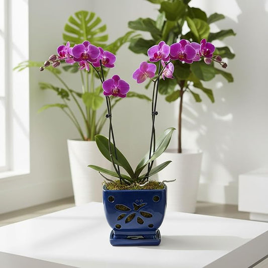 Orchid Pots with Holes Square Ceramic Orchid Planter Pots 5.7 inch (Blue)