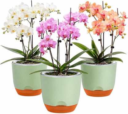 QCQHDU 7.2Inch Orchid Pots with Holes for Repotting, Double-Layer Plastic Self Watering Flower Pots for Indoor Plants with Drainage Holes, Clear Orchid Pot Match Decorative Orchid Container, 3 Packs