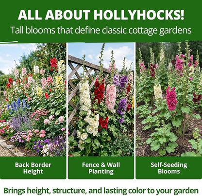 HOME GROWN Hollyhock Chater's Double Mix 100 Seeds (0.9g) – Biennial Blooms Year 2, Double Flower Hollyhock Seeds for Planting, Perennial Reseeding, Cottage Garden, USDA Zones 3–9 (Alcea rosea)