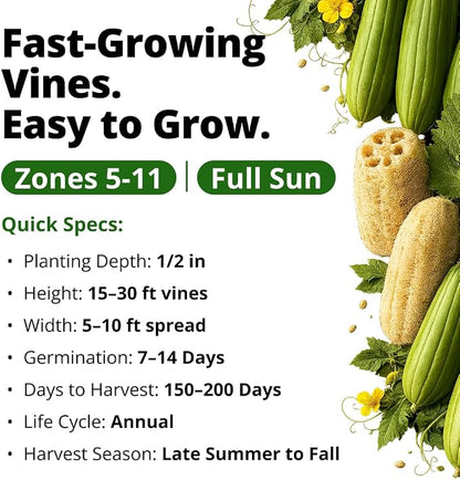 HOME GROWN Luffa Seeds 40 Heirloom Non-GMO Loofah Gourd Seeds for Planting, High Germination, Grow Your Own Natural Bath Sponges, Edible Vining Vegetable Garden, Harvest Young Gourd (Luffa aegyptiaca)
