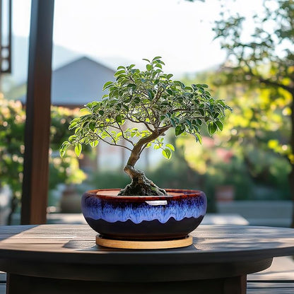 SQOWL 7 Inch Round Ceramic Succulent Planter Pot Drip Glazed Shallow Planter with Drainage Bamboo Tray for Indoor Plants