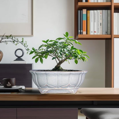 11 Inch Bonsai Pots - Ceramic Bonsai Planters for Indoor Outdoor Plants, Succulent Pots with Drainage Hole, Shallow Planter, Decorative Flower Pot, Home Decor, House Warming Gifts, Oval Grey