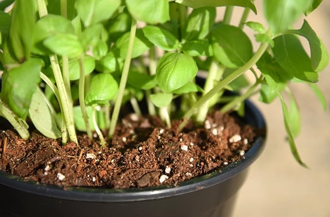 Organic Perlite by Perfect Plants — 1qt. Natural Soil Additive for Indoor & Outdoor Container Plants — Enhanced Drainage for Optimal Growth