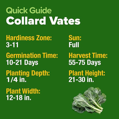 HOME GROWN Vates Collard Green Seeds Bulk Mix | 300+ Heirloom Non-GMO Seed for Fall & Winter Garden Planting | High Germination Frost Tolerant & Slow to Bolt | Nutritious Leafy Greens