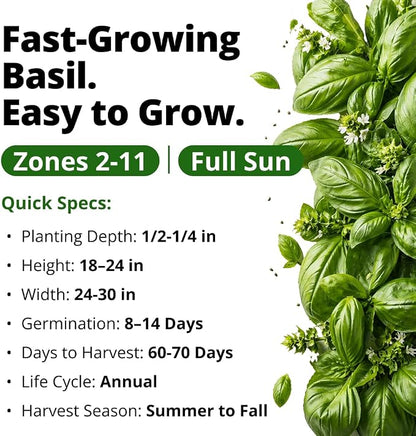 HOME GROWN Non GMO Italian Basil Seeds Bulk Pack 1,424 Sweet Large Leaf Basil Seeds for Planting and Heirloom Herb Seeds for Planting Indoors or Outdoors (Ocimum basilicum)