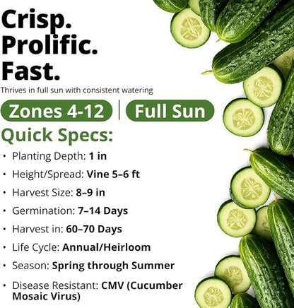 HOME GROWN Organic Marketmore Cucumber Seeds 200+ Heirloom Non-GMO Seeds for Planting, High Germination, Hardy & Vigorous Slicing Cucumber, Trellis & Raised Bed Garden (Cucumis sativus)
