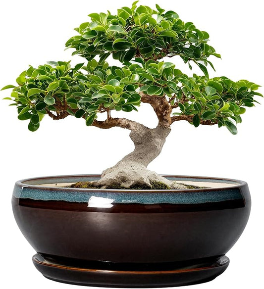 SQOWL Bonsai Planter 12 Inch - Ceramic Succulent Pots Large, Round Shallow Plant Pots Indoor with Drainage Hole and Saucer, Bowl Planter Outdoor for Flower, Room Decor, Housewarming Gifts, Blue-Brown