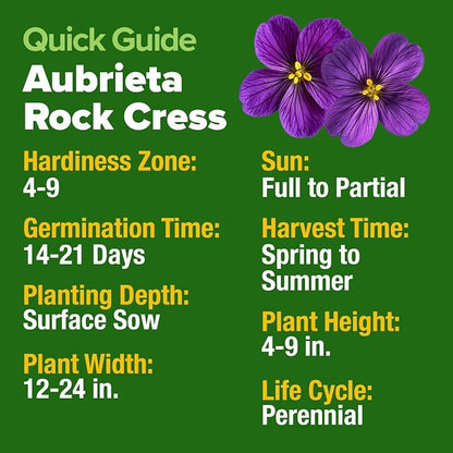HOME GROWN Aubrieta Rock Cress Purple, Flowering Ground Cover Seed Pack, Non GMO Perennial Cress Seeds for Planting Outdoor Lawn Gardens 300 Aubrieta deltoidea Flower Seeds