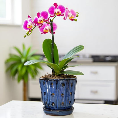Orchid Pots 4.9 inch Round Ceramic Orchid Pots with Holes Set of 2 (SkyBlue+White with Lemon Green)